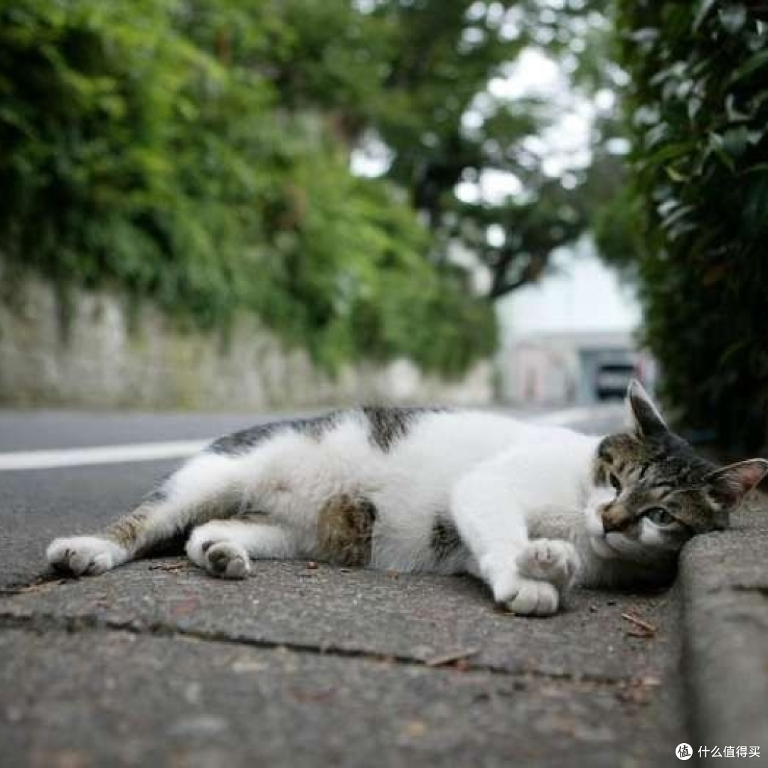 如何正确收养流浪猫
