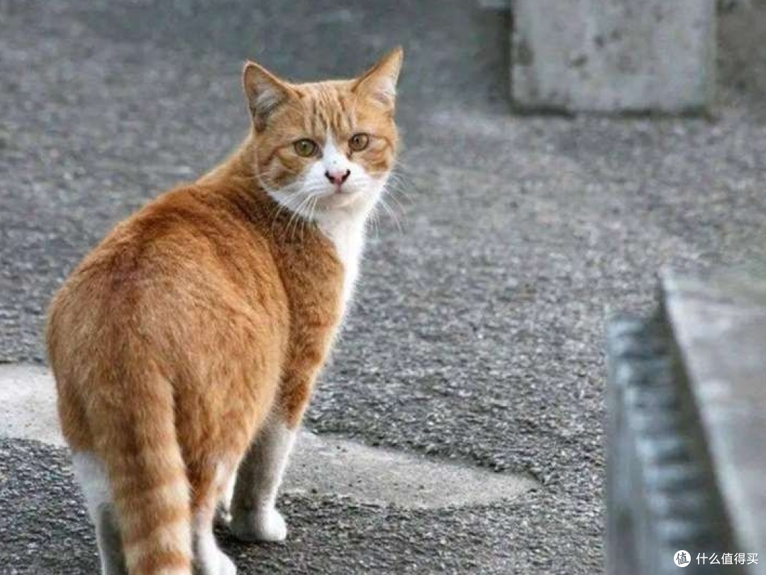 如何正确收养流浪猫