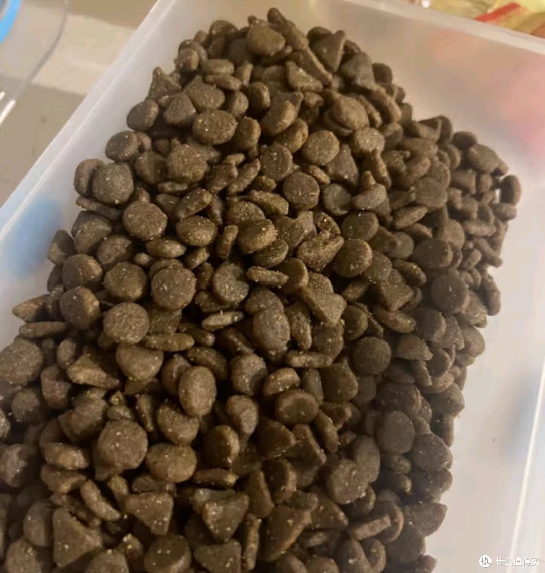 喵星人的握手礼,你学会了吗?