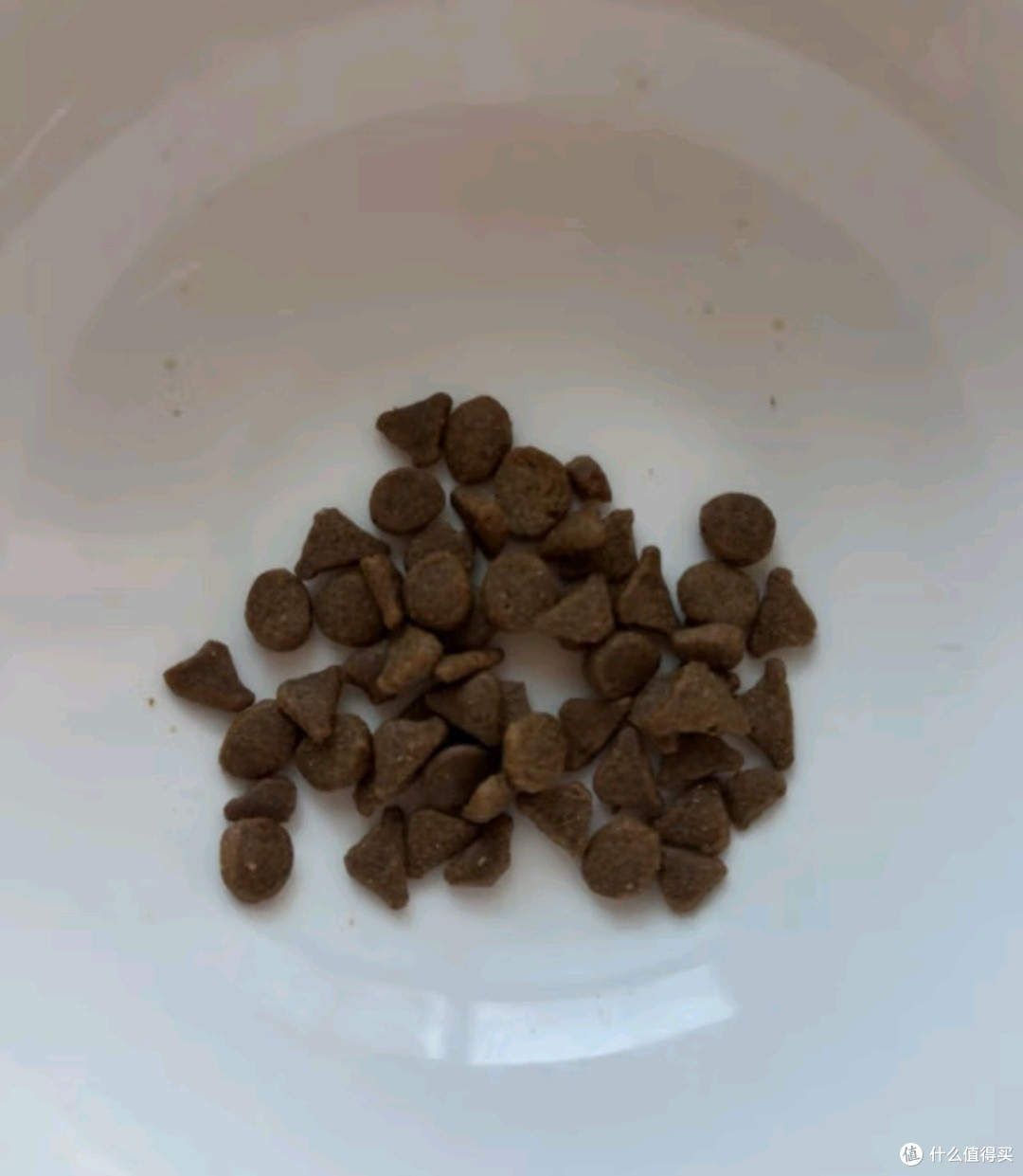 喵星人的握手礼,你学会了吗?