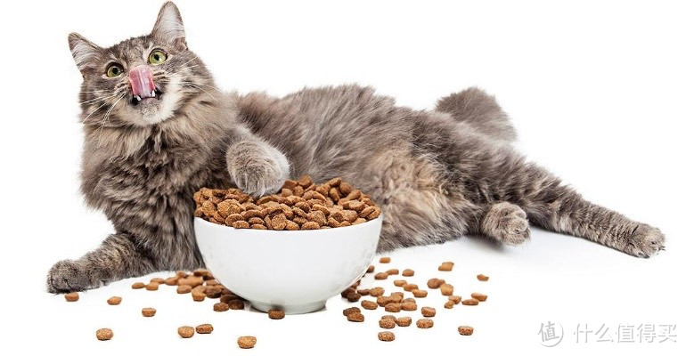 养猫必看！猫粮成分大解析，选对更健康！