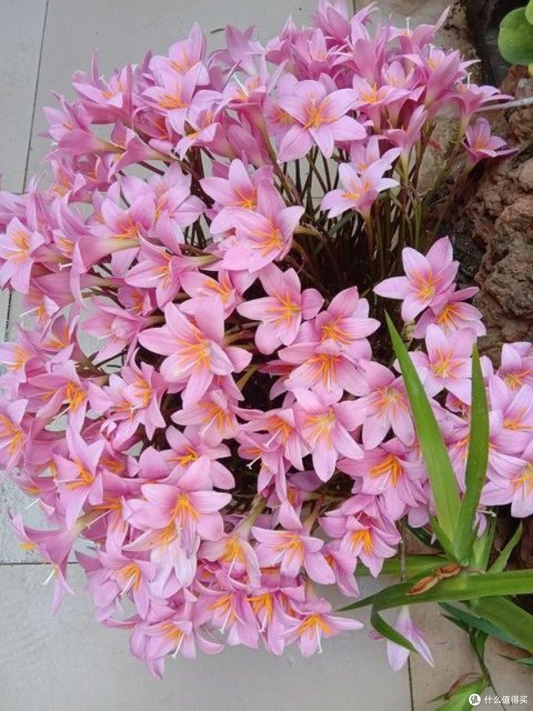 5种“旱不死”的花,越旱越开花,适合“懒人”养!