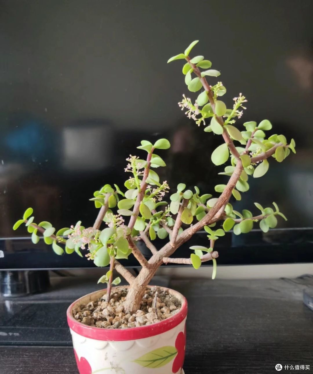 5种“旱不死”的花,越旱越开花,适合“懒人”养!