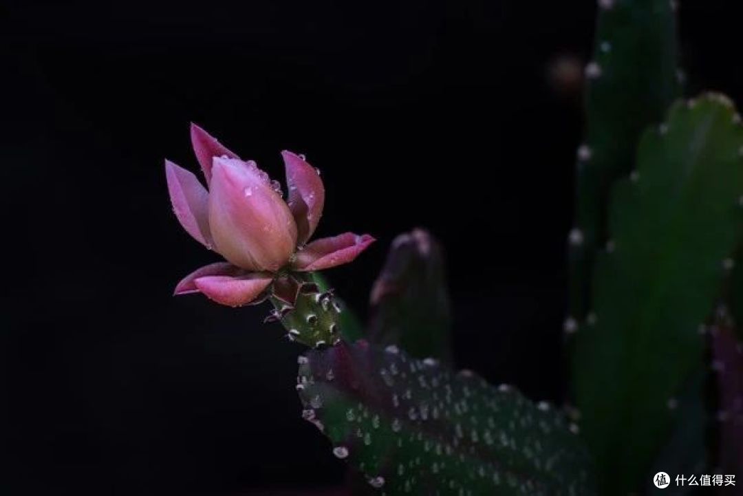 辽宁一小伙,因“令箭荷花太美”走红,妥妥的视觉盛宴,赶紧瞧瞧