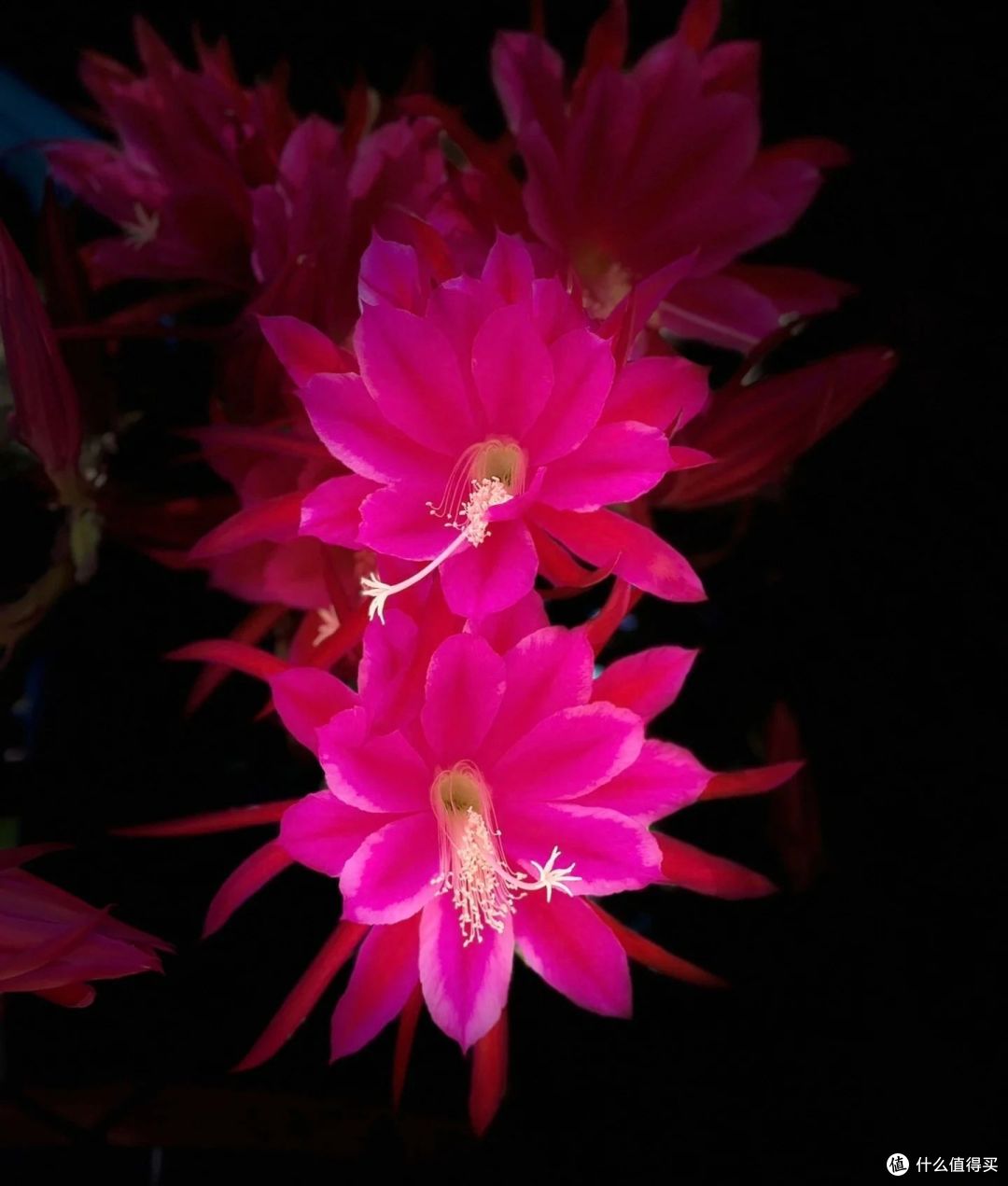 辽宁一小伙,因“令箭荷花太美”走红,妥妥的视觉盛宴,赶紧瞧瞧