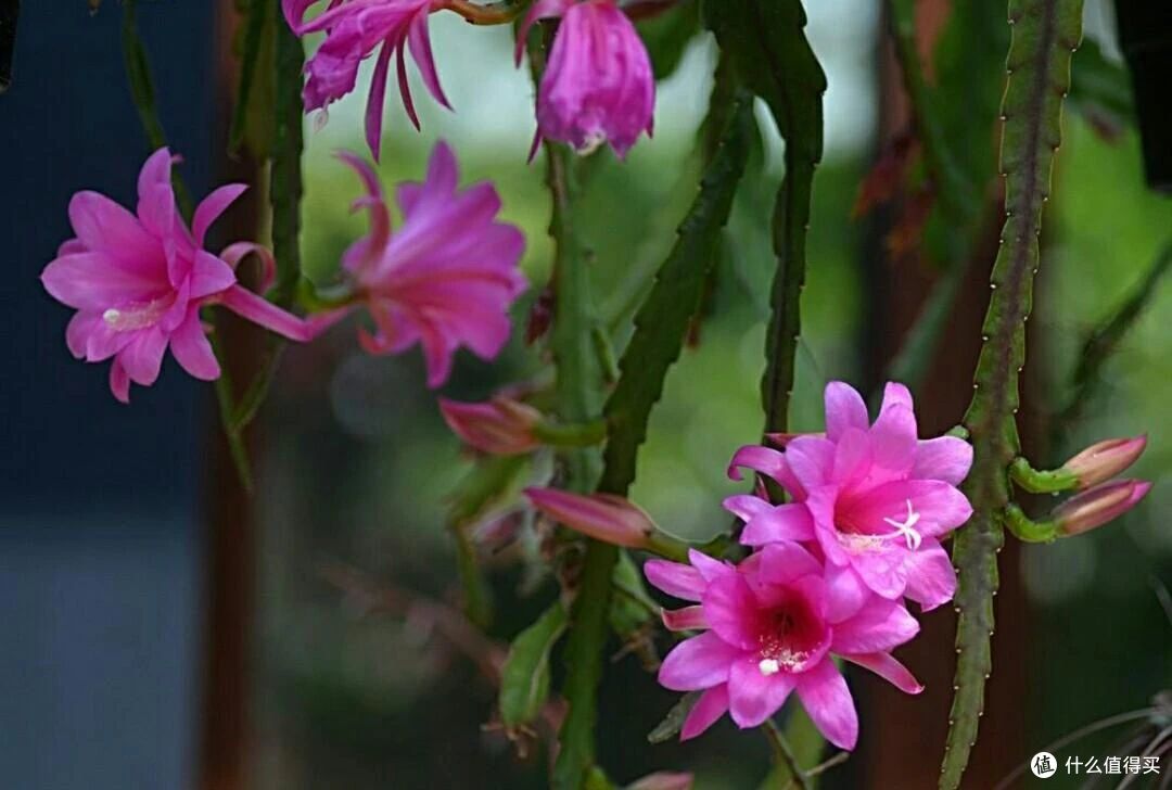 辽宁一小伙,因“令箭荷花太美”走红,妥妥的视觉盛宴,赶紧瞧瞧