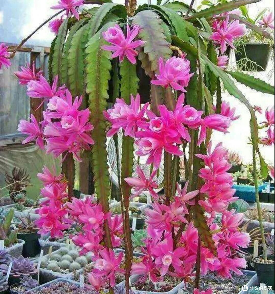 辽宁一小伙,因“令箭荷花太美”走红,妥妥的视觉盛宴,赶紧瞧瞧