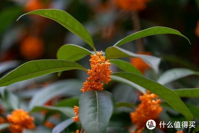 5月给花浇点“万能肥”，黄叶少了，开花多又美，好用到没朋友！