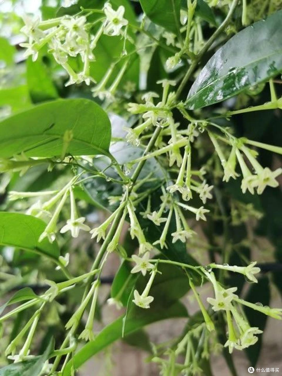 夏天买花?7种“药罐花”别买了,客厅卧室“不能养”,别忽视
