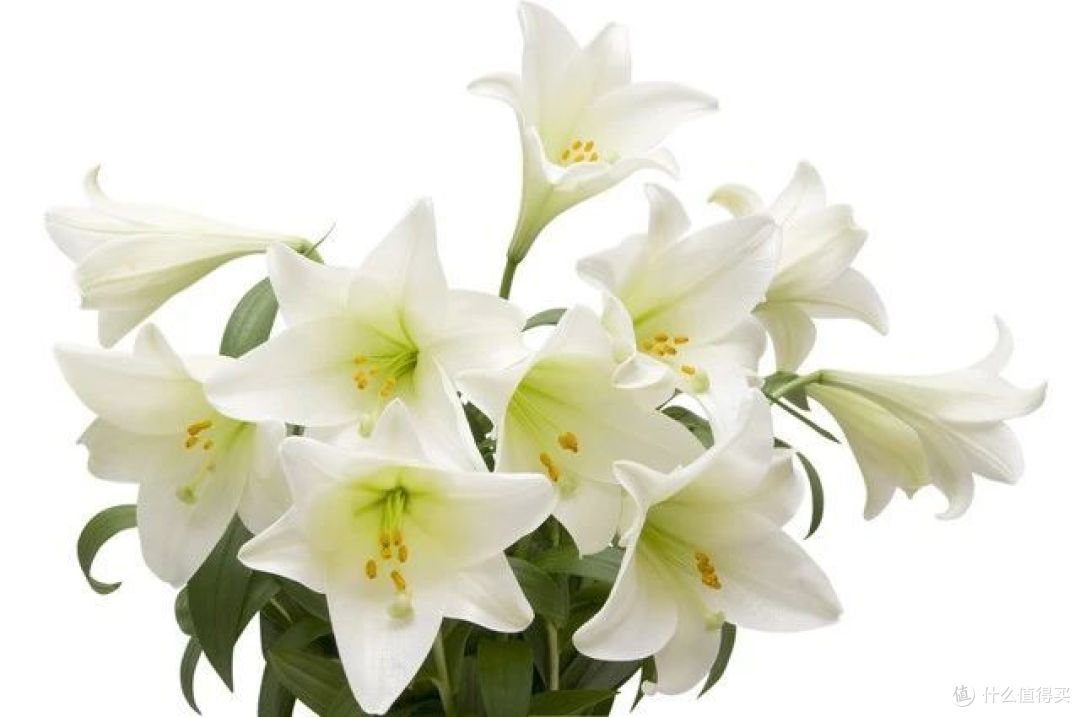 夏天买花?7种“药罐花”别买了,客厅卧室“不能养”,别忽视