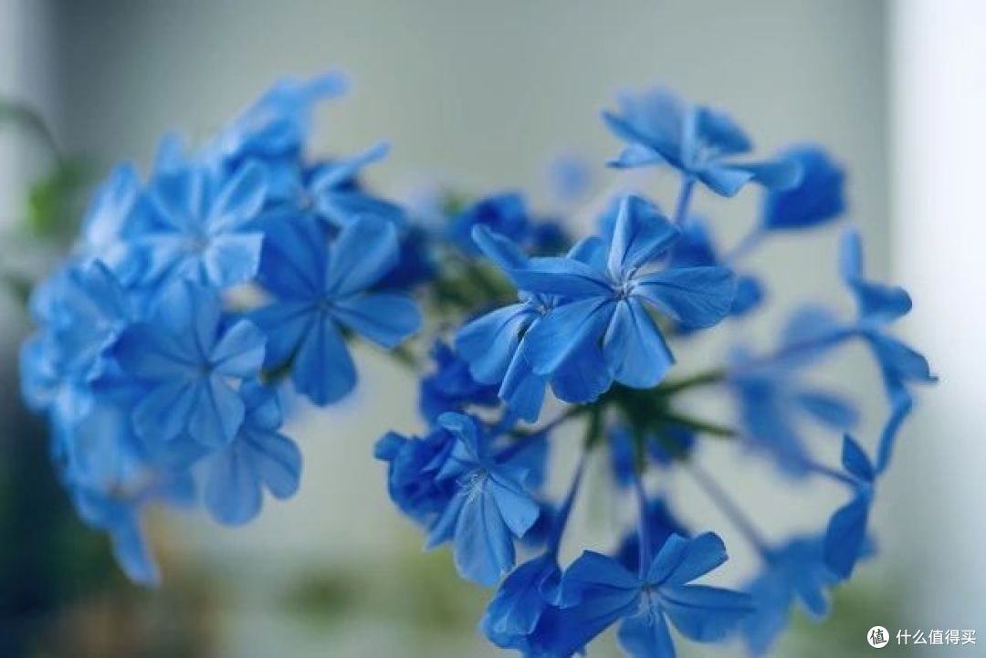 夏天买花?7种“药罐花”别买了,客厅卧室“不能养”,别忽视