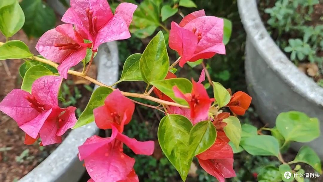 夏天买花?7种“药罐花”别买了,客厅卧室“不能养”,别忽视