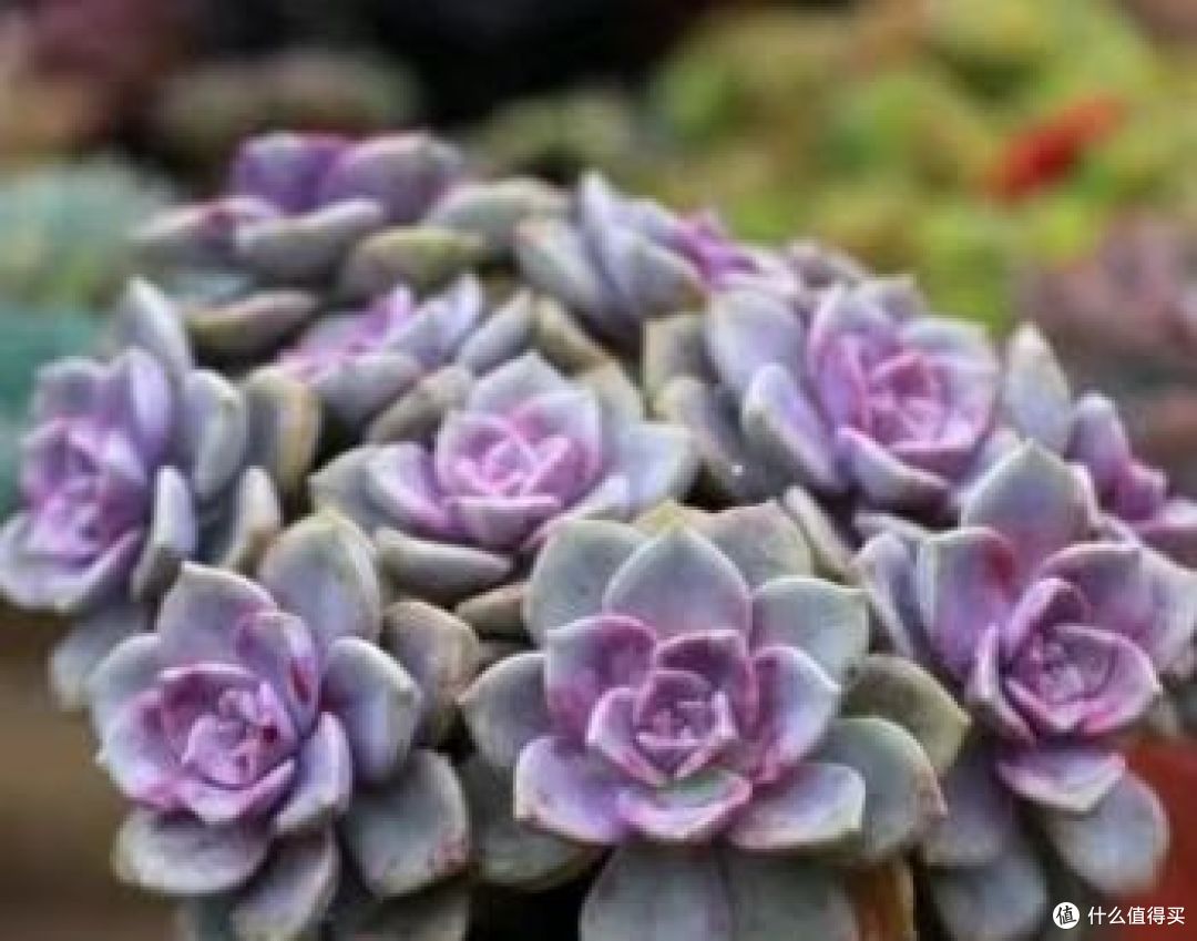 夏天买花?7种“药罐花”别买了,客厅卧室“不能养”,别忽视