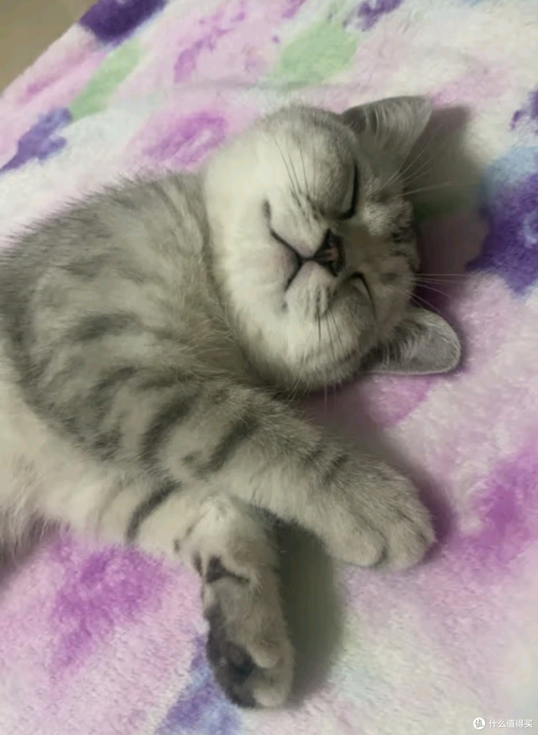 猫咪也有家!流浪猫救助协会的暖心故事