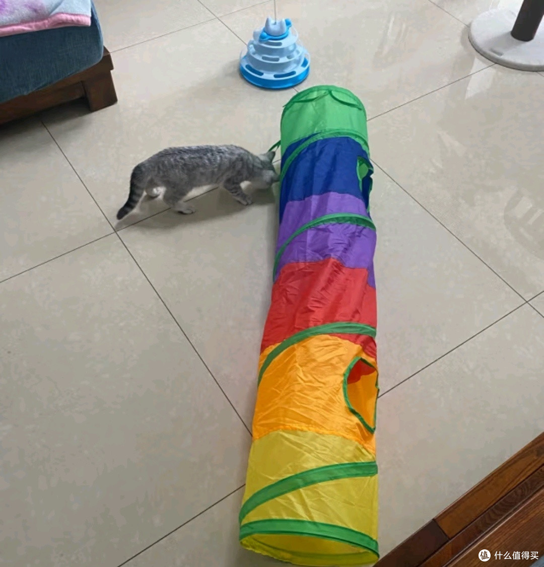 猫咪也有家!流浪猫救助协会的暖心故事