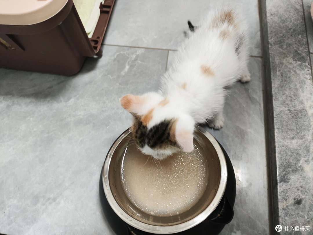 领养代替购买：那些我送养出去的小猫们