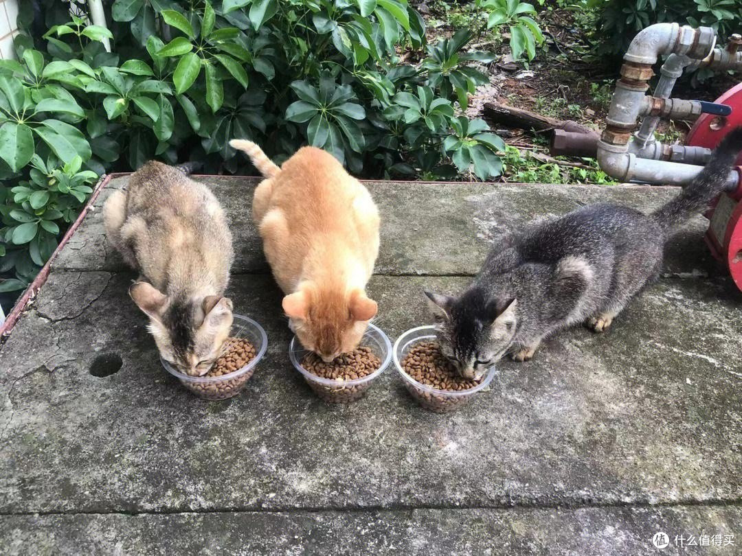 拯救流浪猫指南
