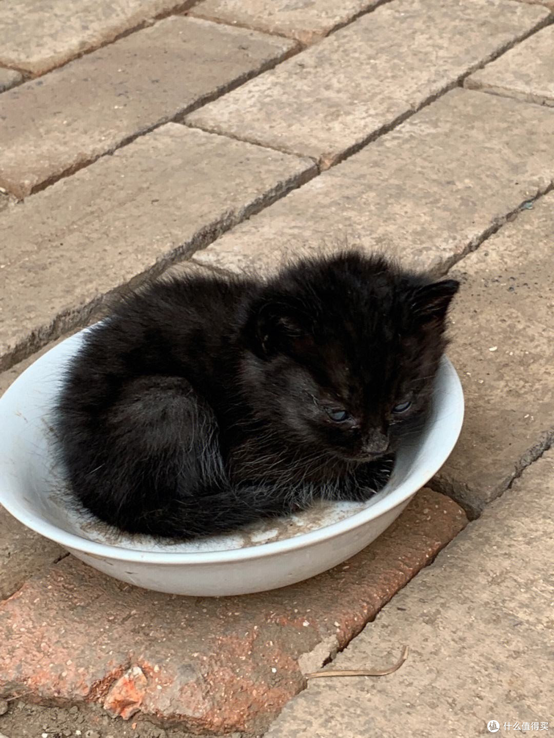 拯救流浪猫指南