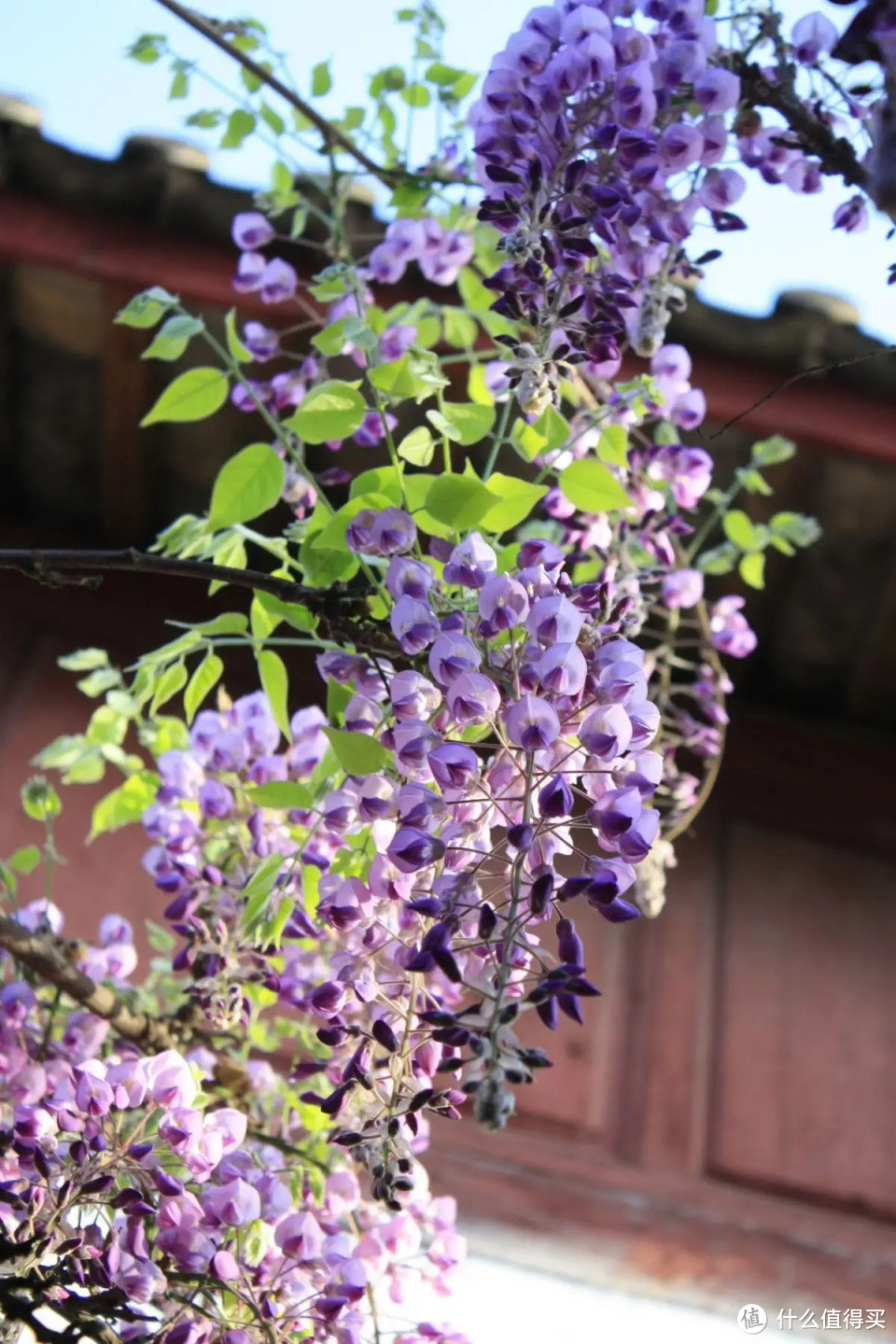 紫藤盆景风靡全网！养护秘籍大公开，打造浪漫满屋的紫色风情！