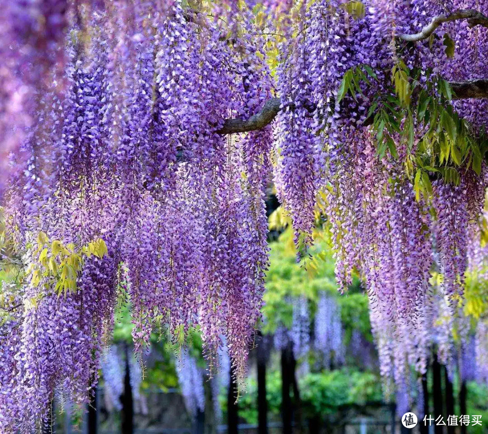 紫藤盆景风靡全网！养护秘籍大公开，打造浪漫满屋的紫色风情！