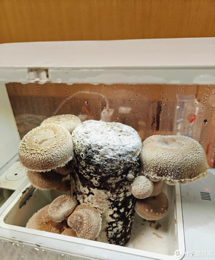 我家居生活的好助手，超级菇菇智能生态箱使用体验分享
