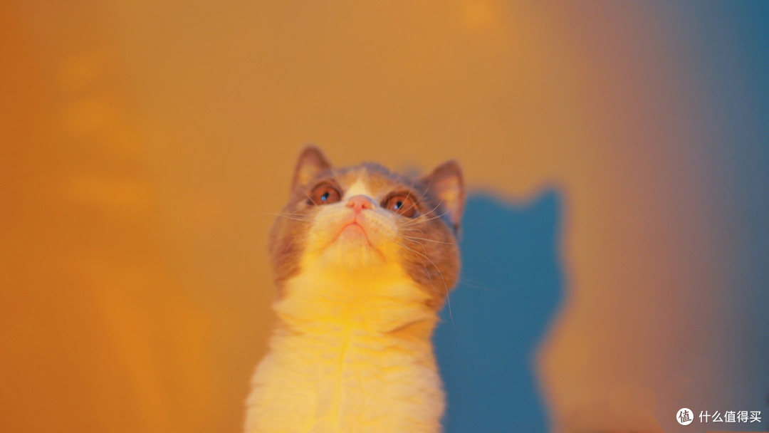 猫咪百科|猫咪发情期