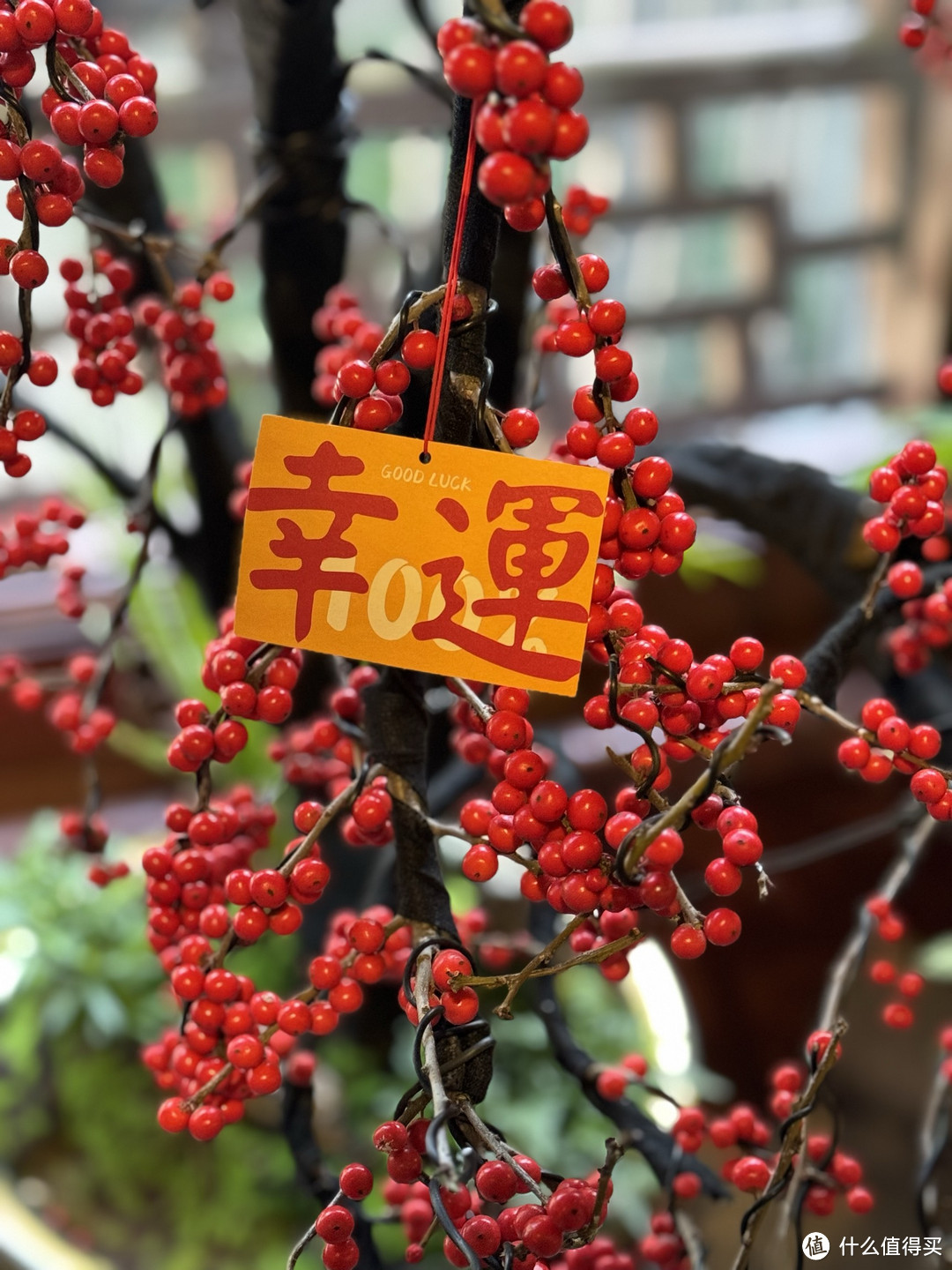 杭州｜钱王祠赏花，看景，有钱有闲有福之地