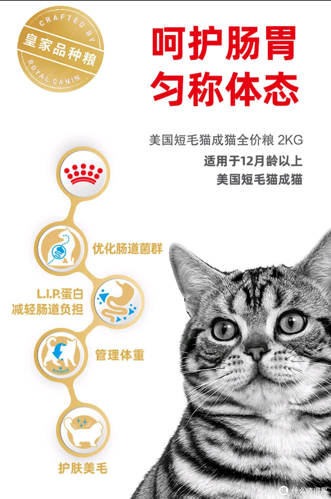 猫咪饮食全攻略：精选优质猫粮，守护喵星人的健康！