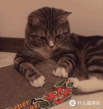 猫咪指甲护理的重要性，你知道吗？