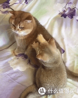 猫咪指甲护理的重要性，你知道吗？