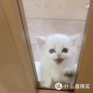 猫咪指甲护理的重要性，你知道吗？