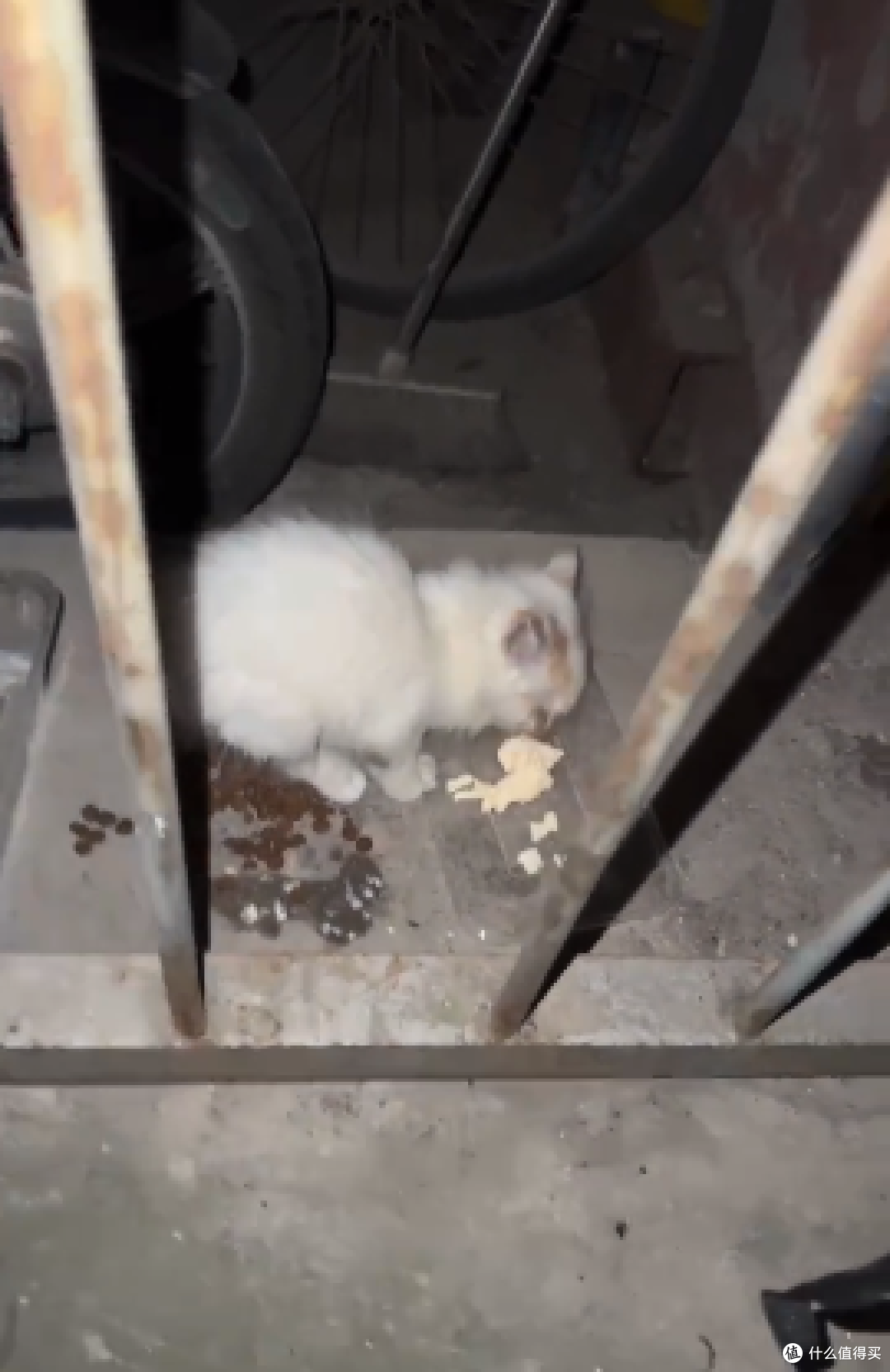 再难也不忍心不救它们!一天救回来5只猫!附【车底盘猫救援指南