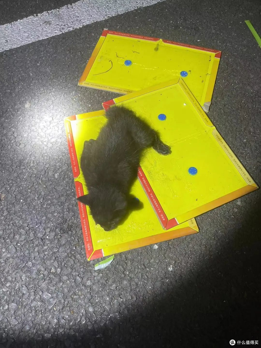 再难也不忍心不救它们!一天救回来5只猫!附【车底盘猫救援指南