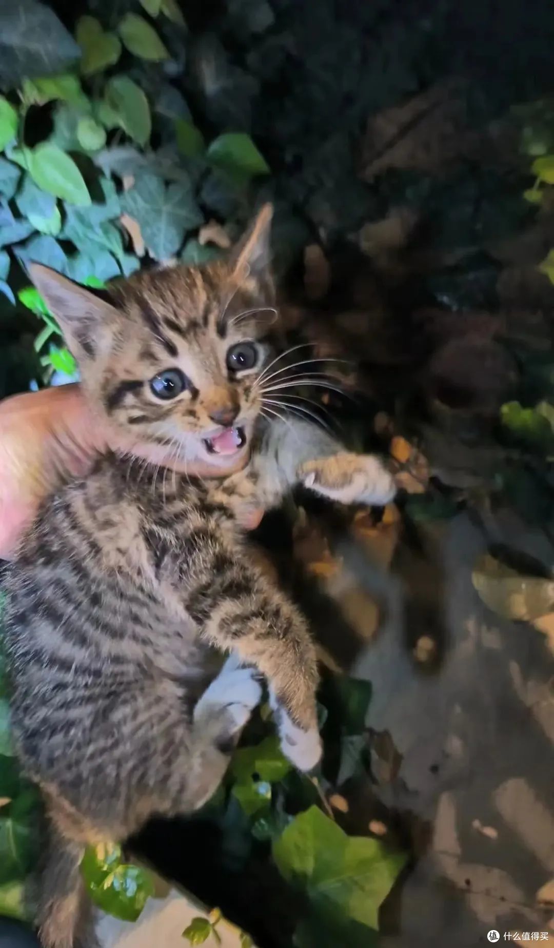 再难也不忍心不救它们!一天救回来5只猫!附【车底盘猫救援指南
