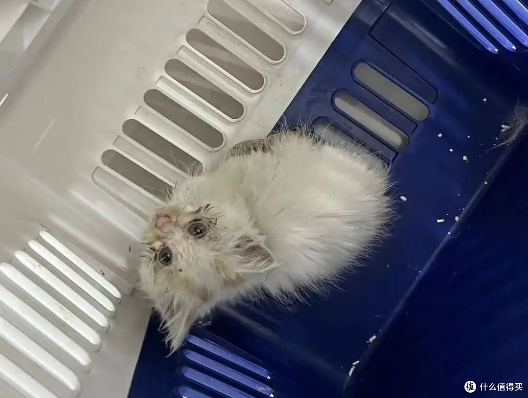 再难也不忍心不救它们!一天救回来5只猫!附【车底盘猫救援指南