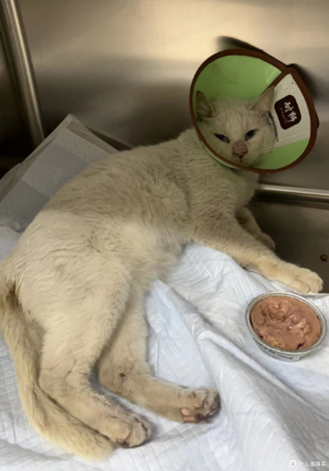 再难也不忍心不救它们!一天救回来5只猫!附【车底盘猫救援指南