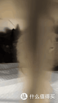 再难也不忍心不救它们!一天救回来5只猫!附【车底盘猫救援指南
