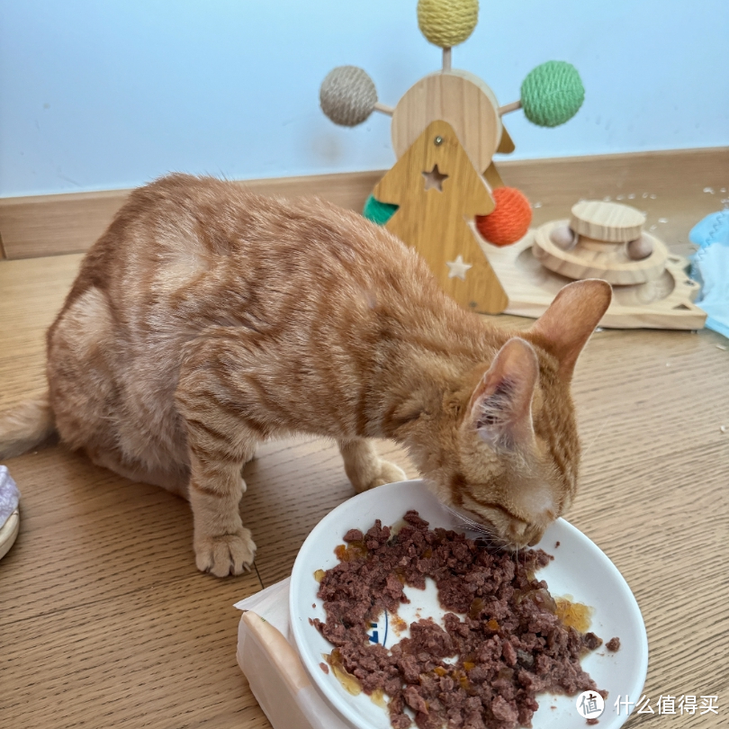 2024年5月猫咪菜市场的救助记录