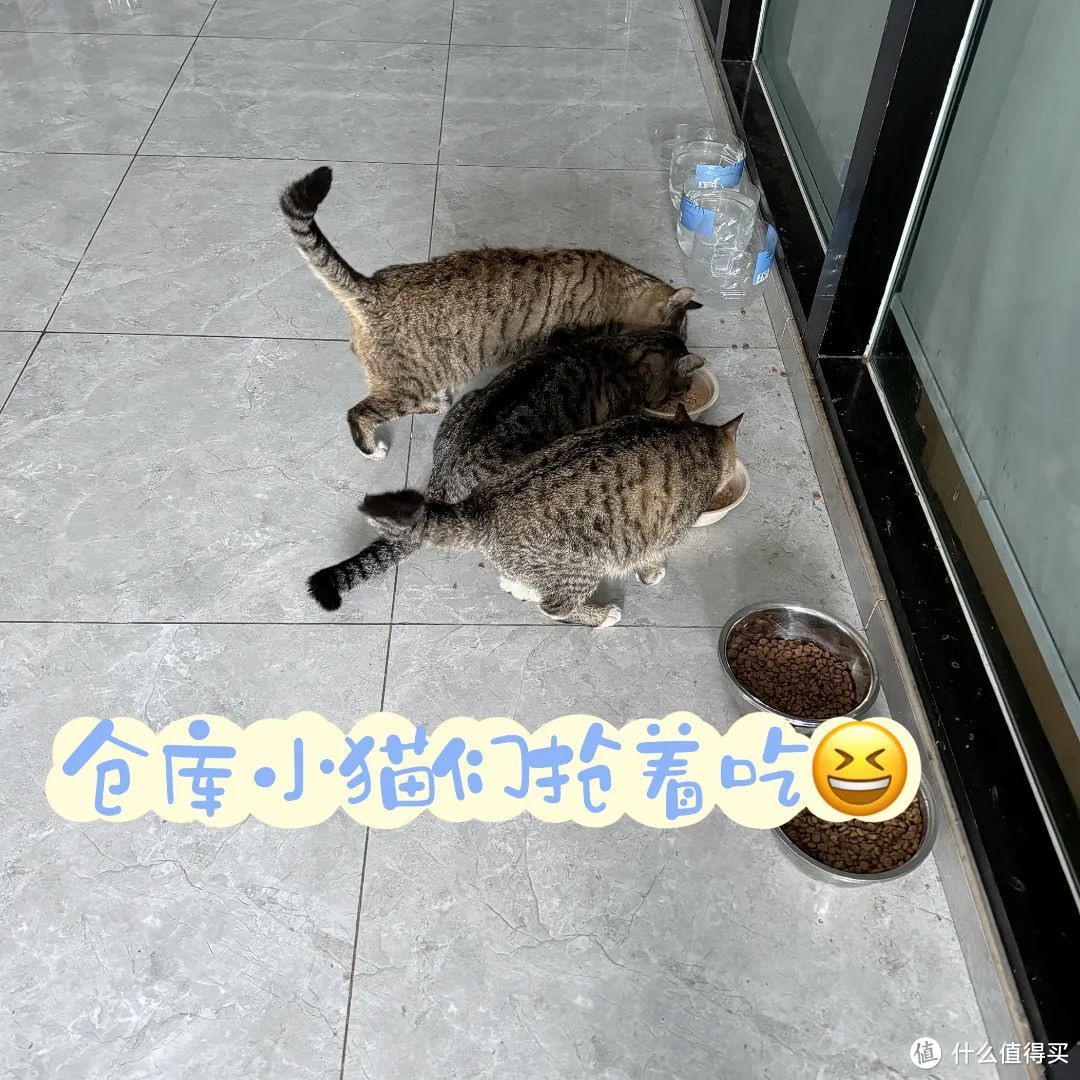 2024年5月猫咪菜市场的救助记录