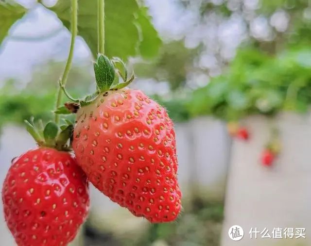 奶油草莓和红颜草莓哪个好？