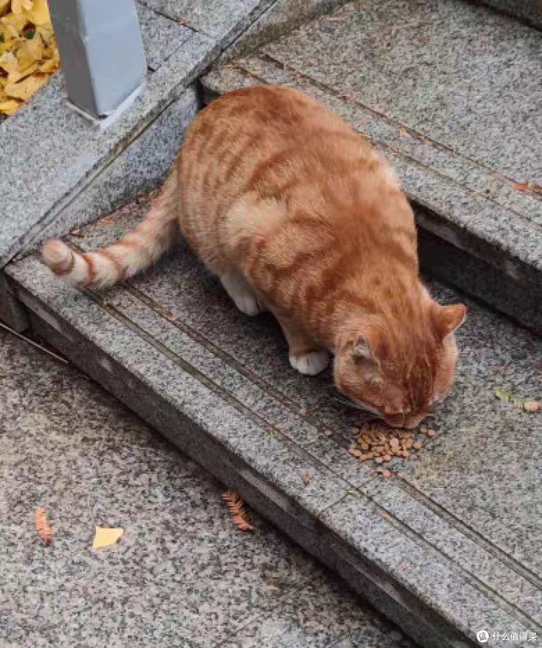 带着猫粮都喂楼下可爱的小猫咪