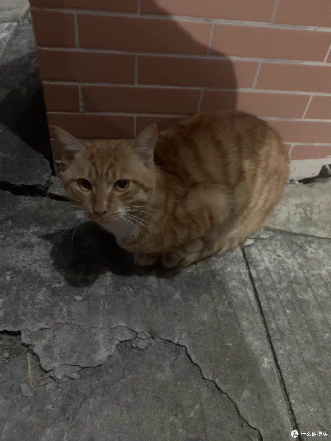 带着猫粮都喂楼下可爱的小猫咪