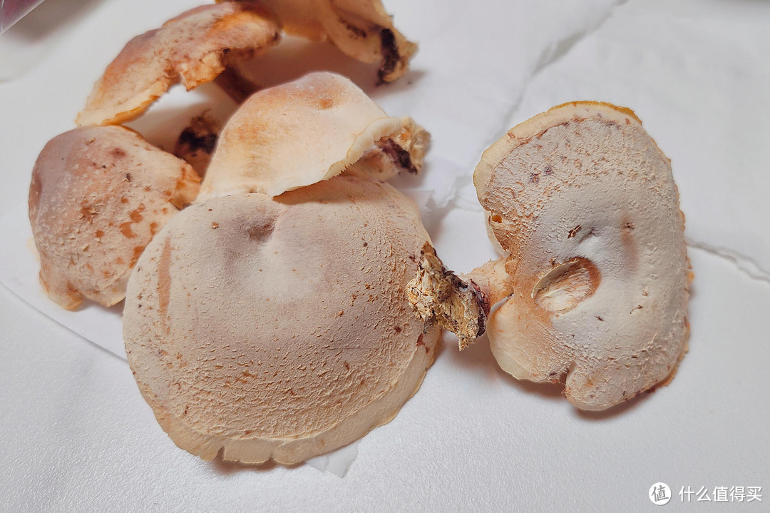 蘑菇生长之超级菇菇生态箱