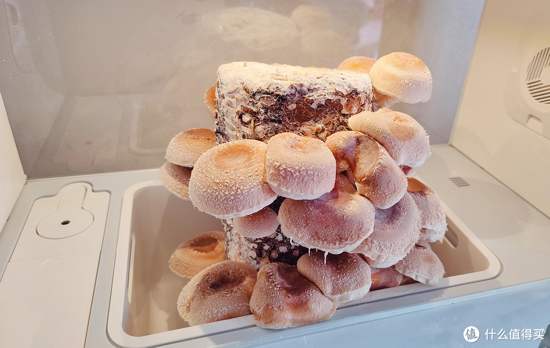 蘑菇生长之超级菇菇生态箱