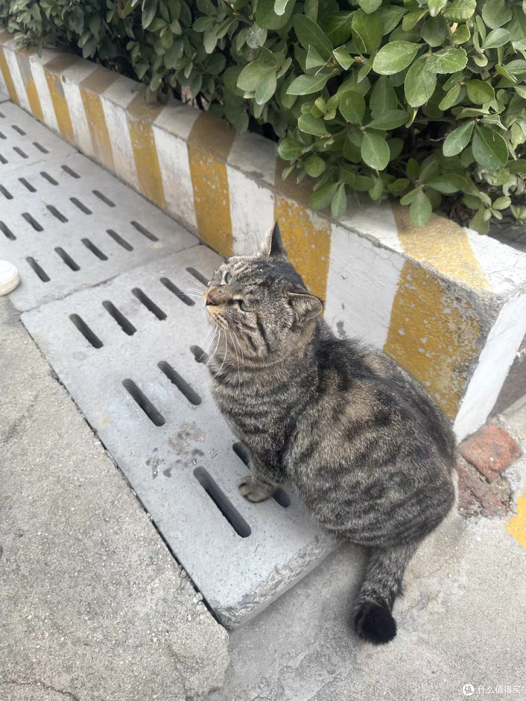 给可爱的小猫们都找到了主人