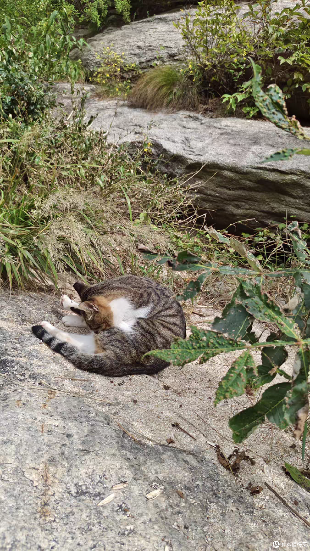 给可爱的小猫们都找到了主人