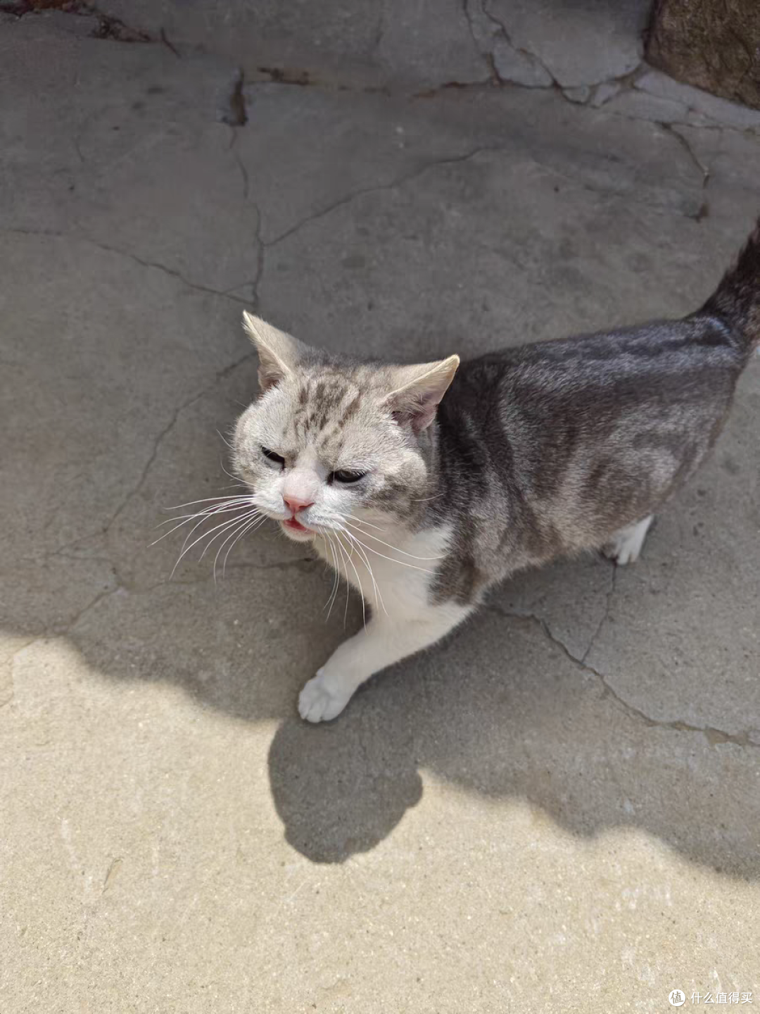 给可爱的小猫们都找到了主人