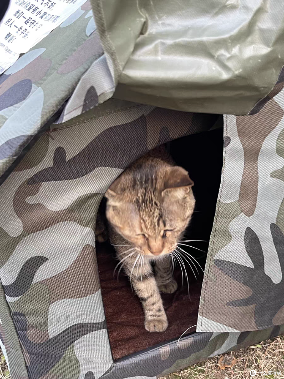 猫咪不在流浪,防雨防寒的户外猫窝