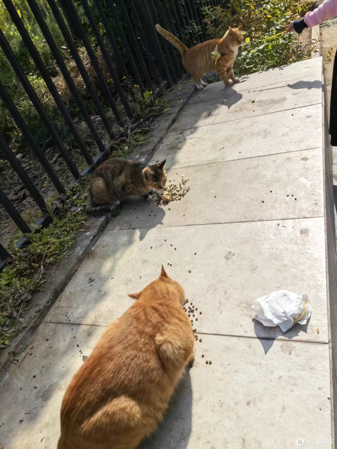 猫咪不在流浪,防雨防寒的户外猫窝