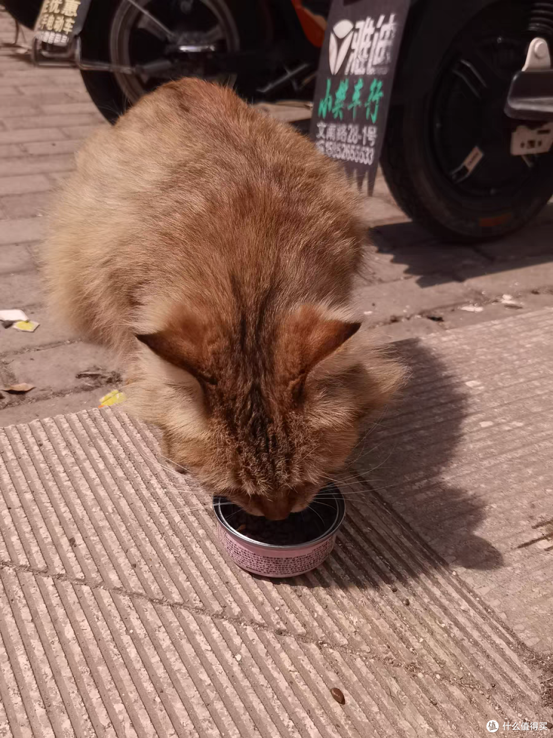 猫咪不在流浪,防雨防寒的户外猫窝